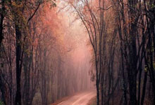 花店开业海报,花店开业宣传文案